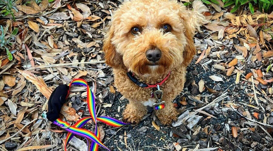 Small dog wearing rainbow collar and leash set