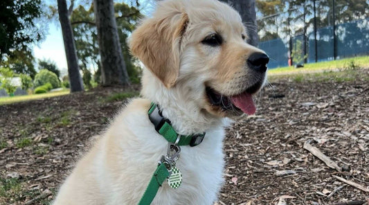 The Hidden Dangers of Poorly Fitted Dog Collars