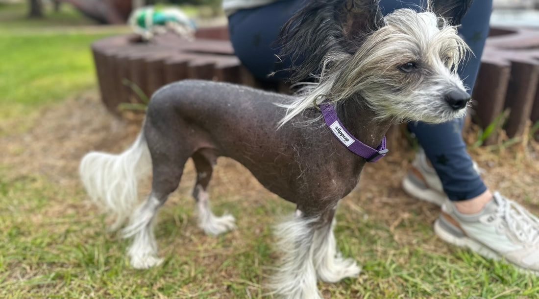 Small dog wearing purple dog collar