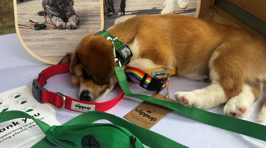 Sleeping puppy wearing dog collar