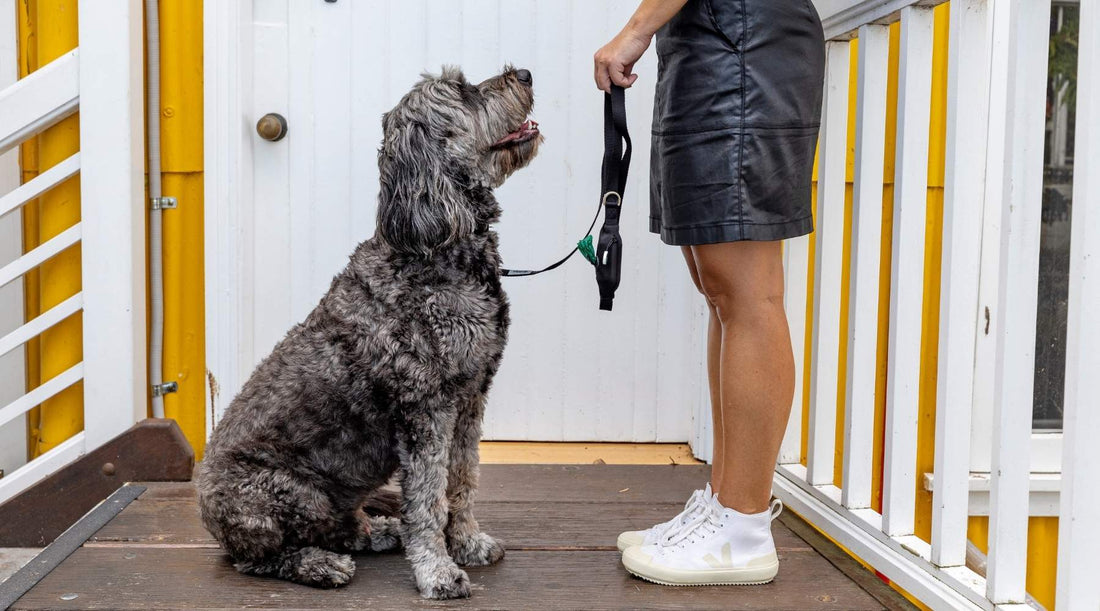 What kind of leash do dog trainers recommend?