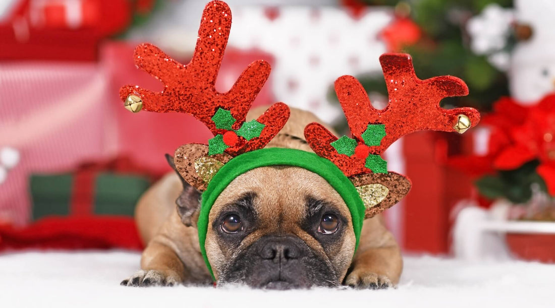 Dangerous Christmas foods for dogs