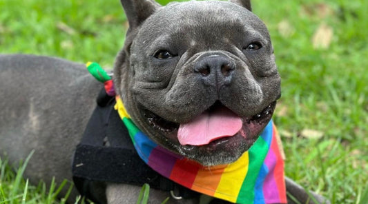 French Bulldog wearing rainbow Pride bandana