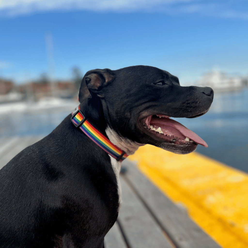 Staffy wearing rainbow collar