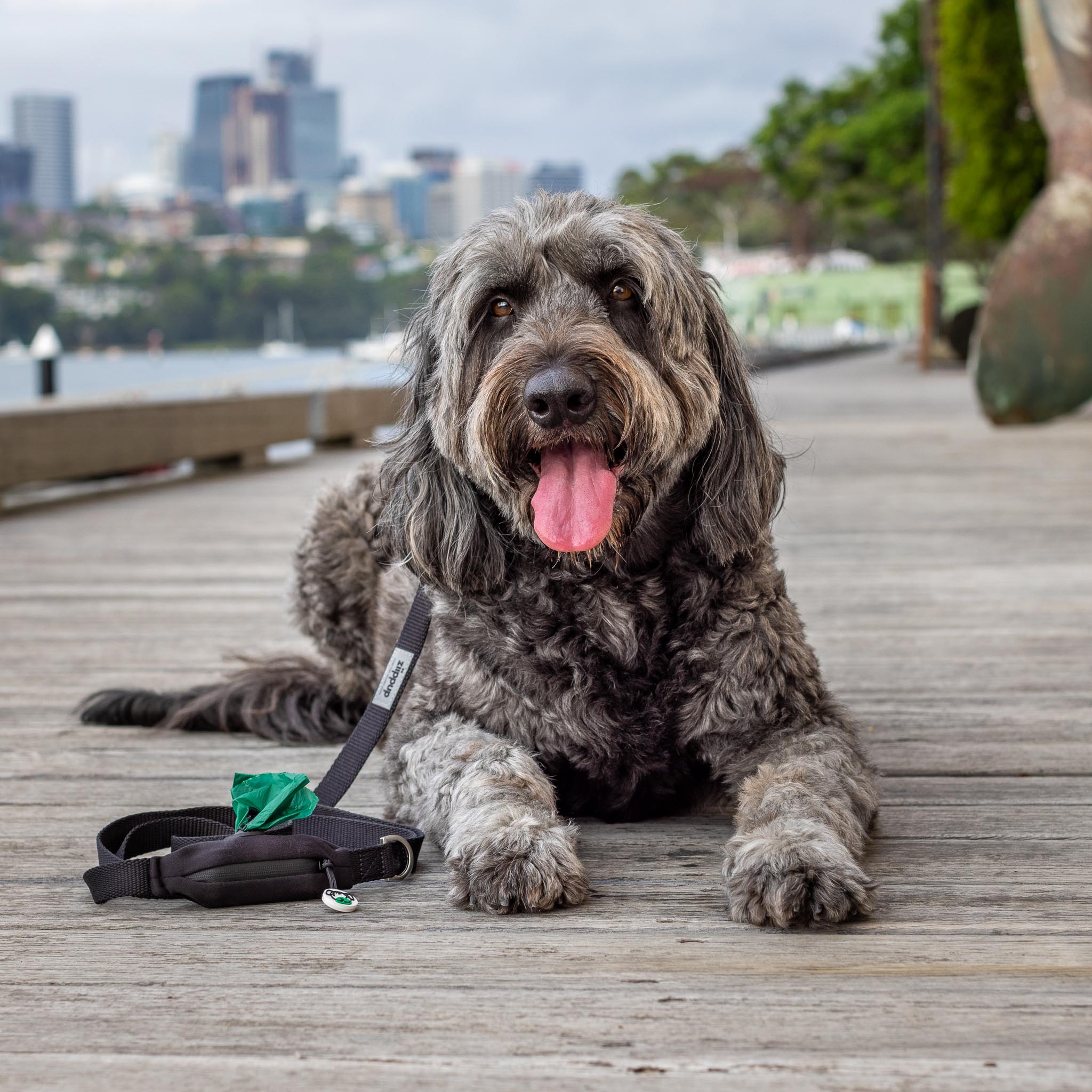 Groodle wearing black dog lead