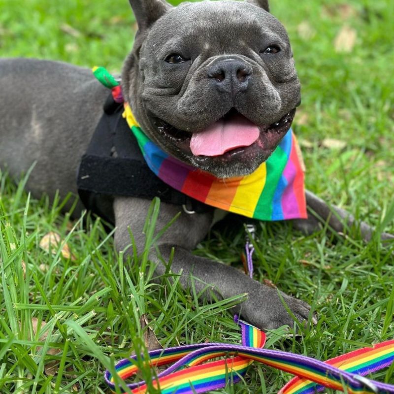 French Bulldog wearing rainbow dog lead and bandana