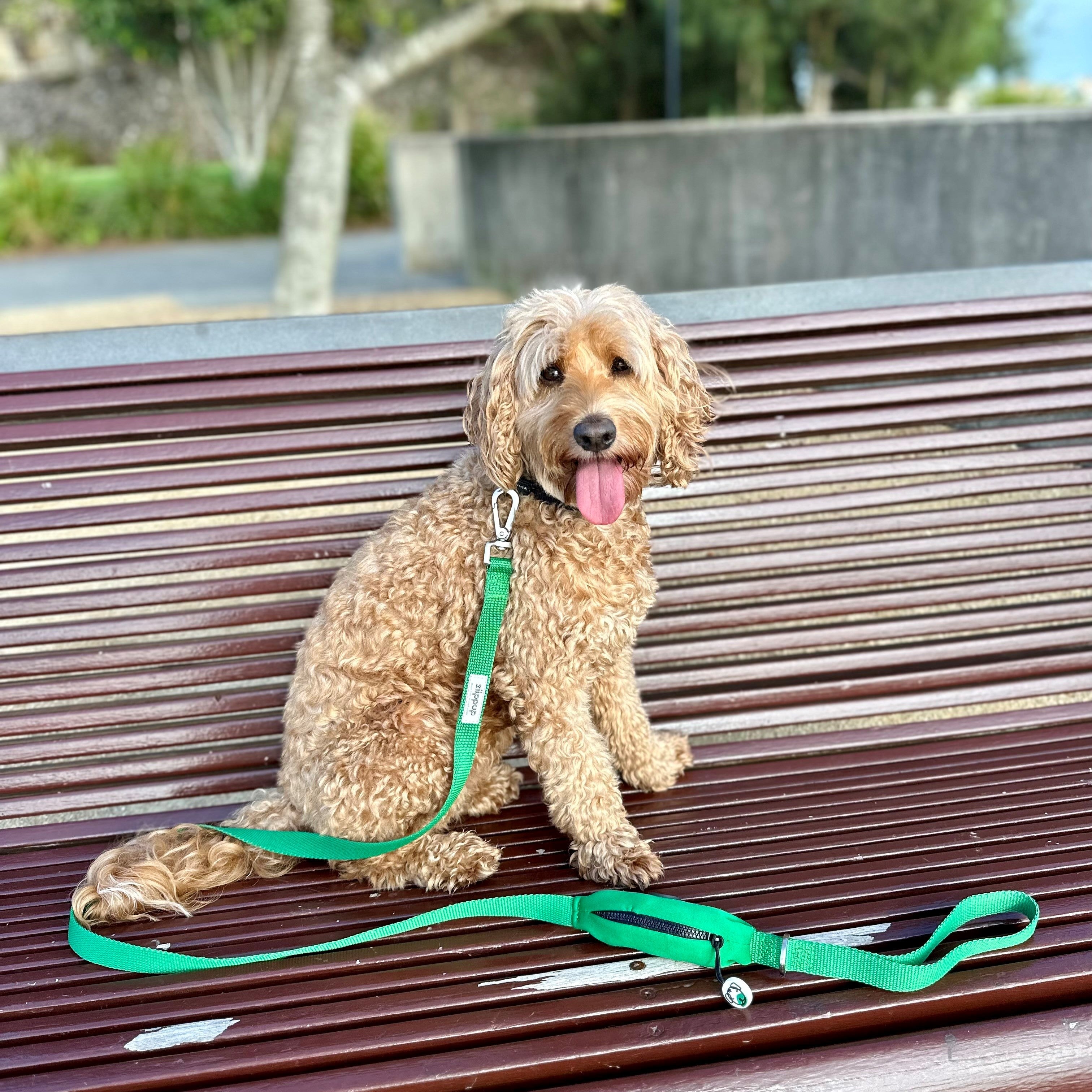 Cavoodle wearing green dog lead