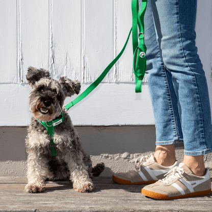Green rPET dog harness