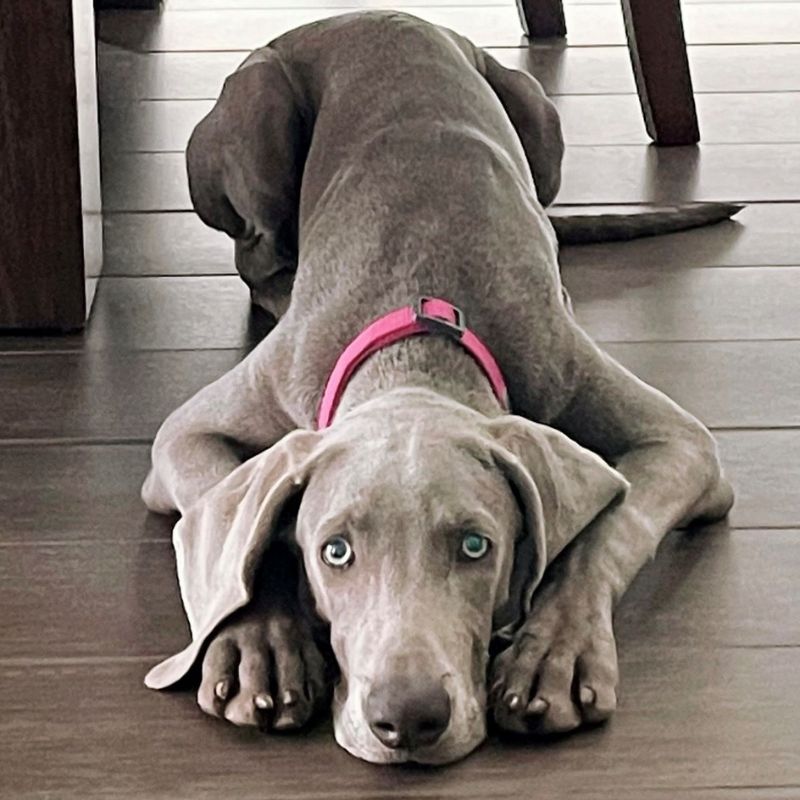 Weimaraner puppy wearing pink dog collar