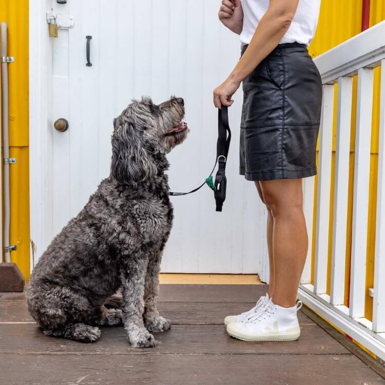 Woman standing holding a black leash with built-in poop bag holder attached to a grey Groodle that is sitting