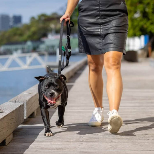 Dog walking wearing black leash with built-in storage for poo bags and treats