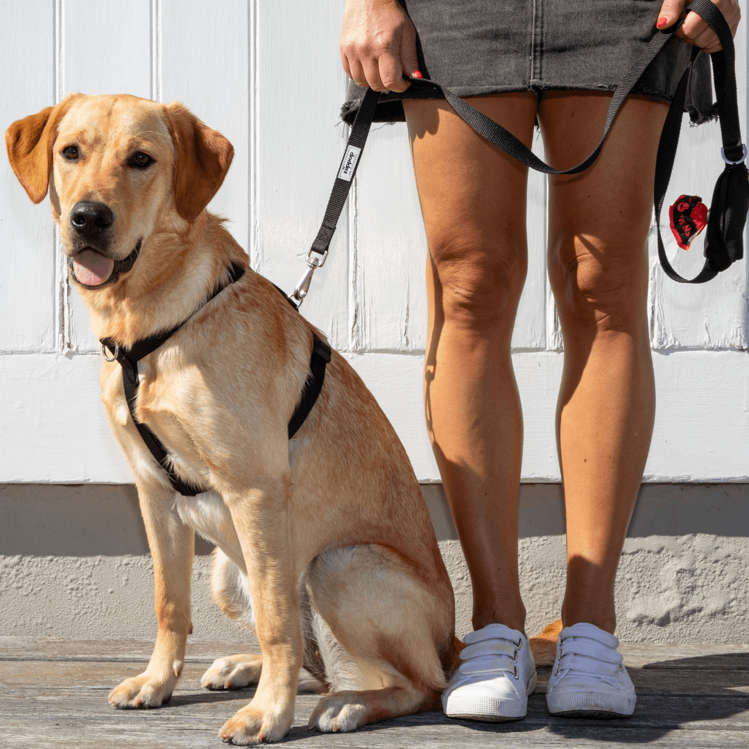 Dog wearing black back clip harness sitting next to a person holding a matching black lead with built-in pocket