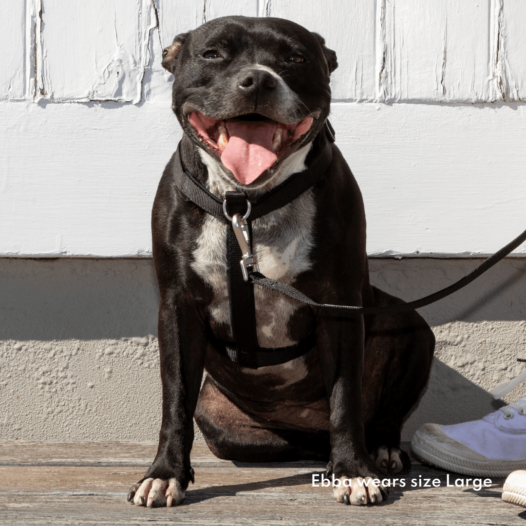 Dog wearing black eco-friendly, front clip harness