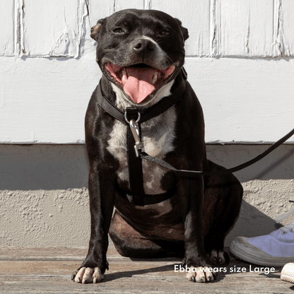 Dog wearing black eco-friendly, front clip harness
