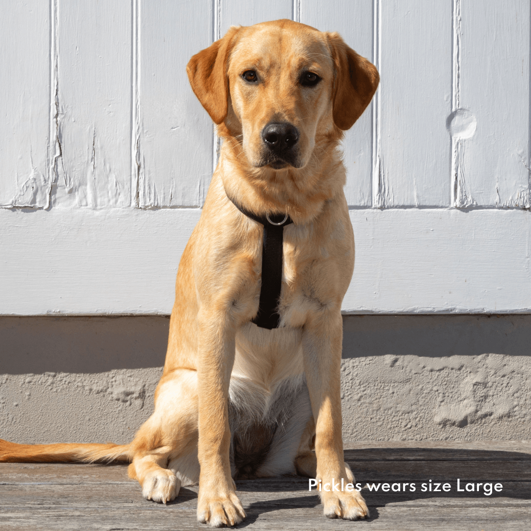 Dog wearing black Ziippup harness