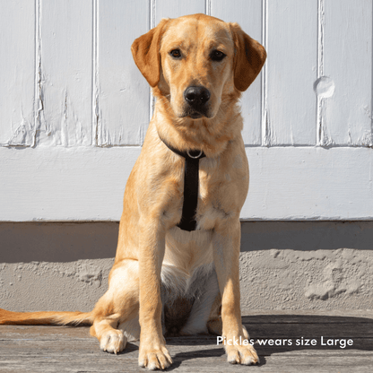Dog wearing black Ziippup harness