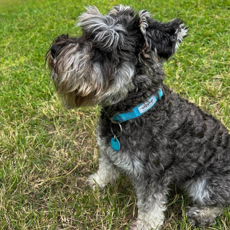 Grey Mini Schnauzer wearing blue dog collar