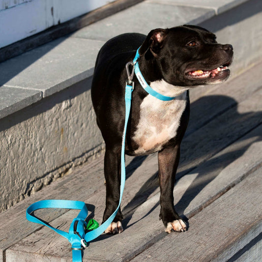Dog wearing blue pet lead and collar