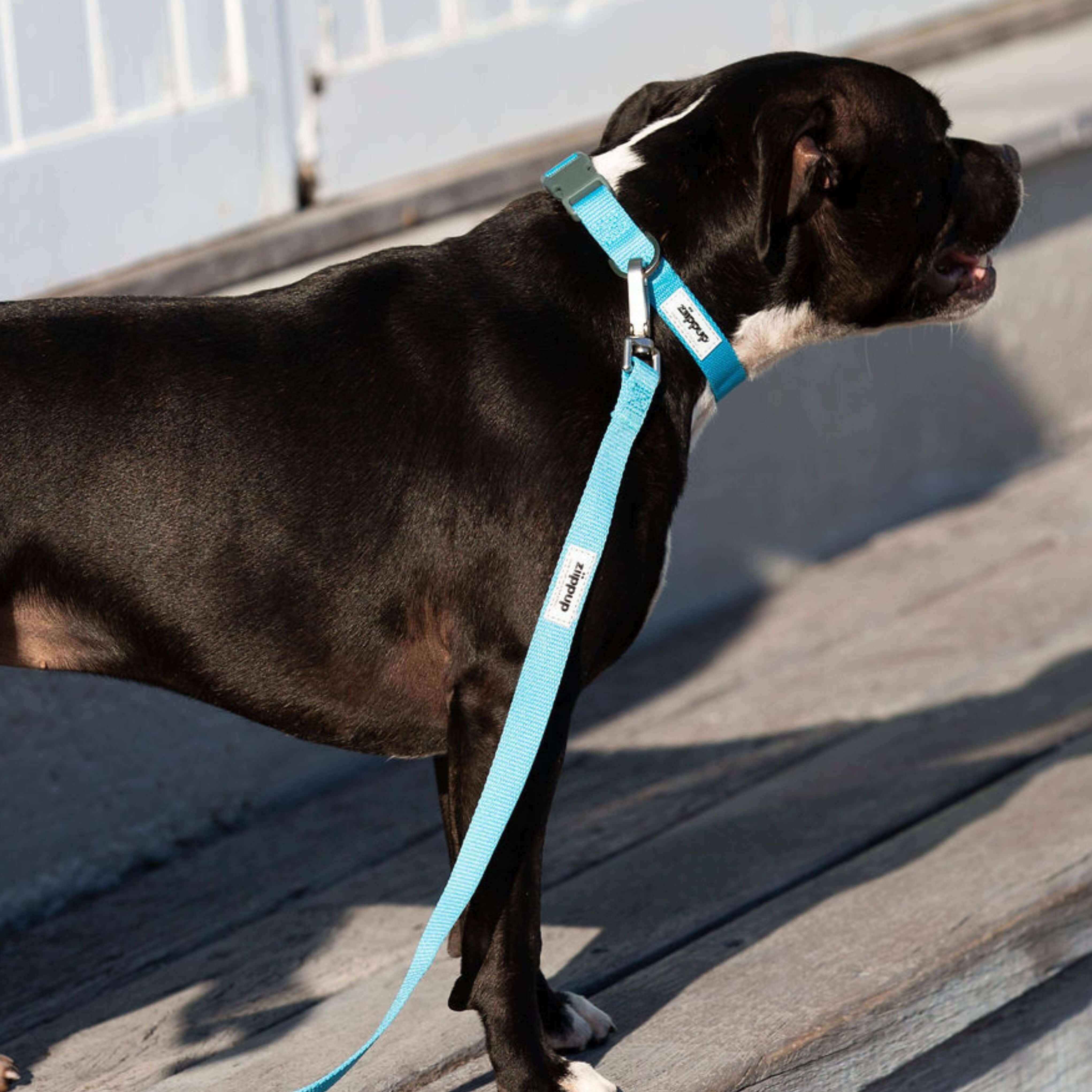 Blue Dog Collar