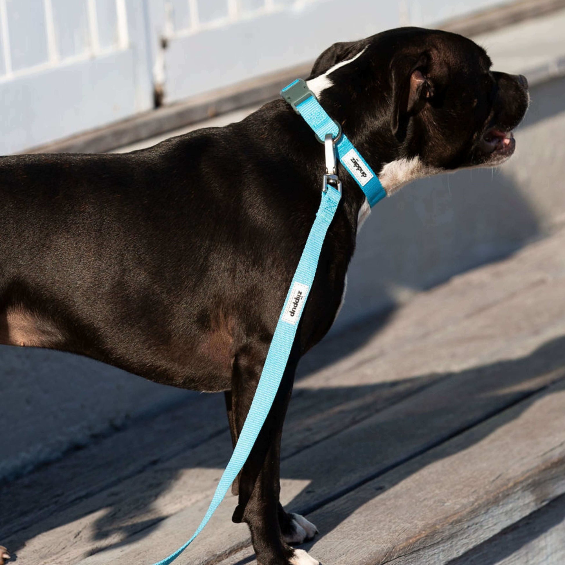 Black dog on a blue leash with a blue reflective collar standing on a wooden deck.