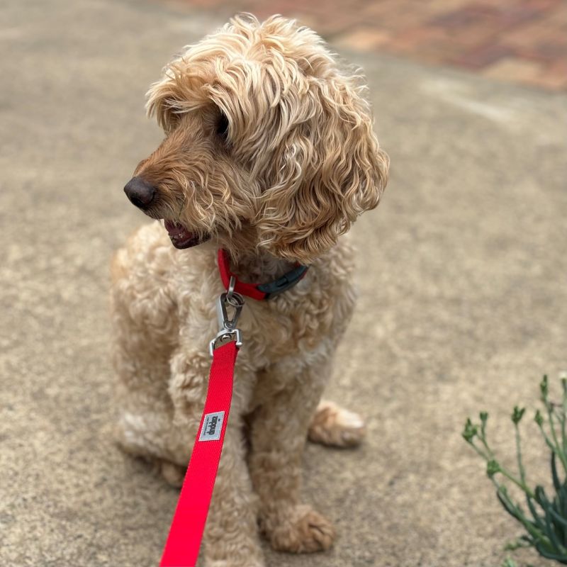 Cavoodle wearing matching red collar and dog lead