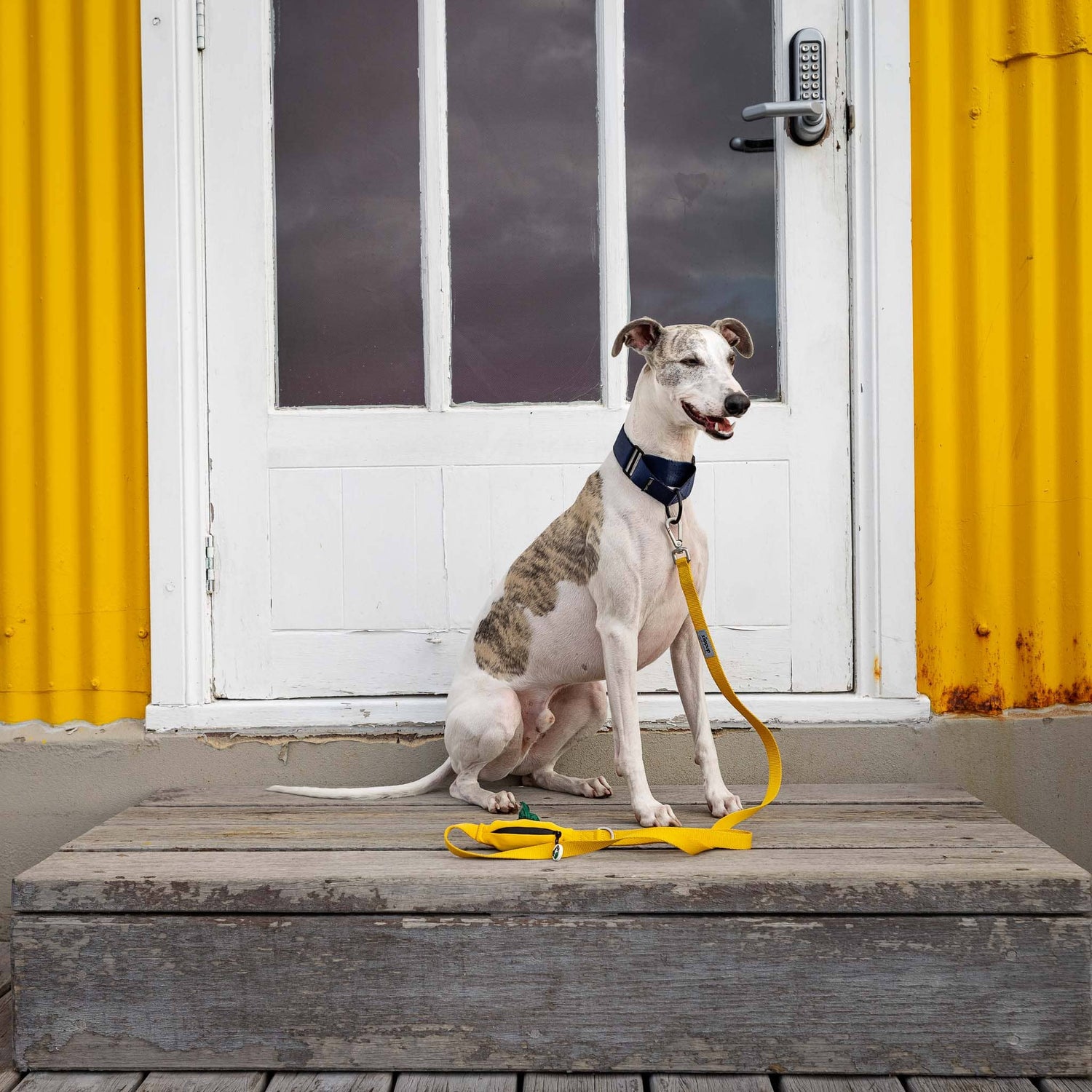 Whippet dog in yellow leash with built-in poo bag holder