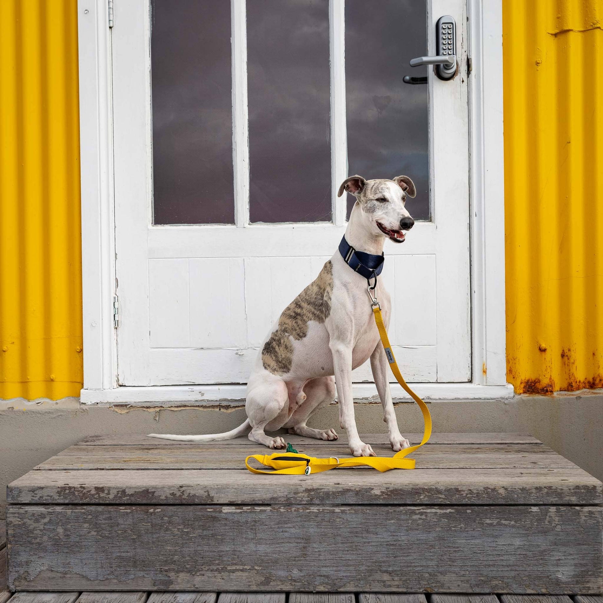 Whippet in yellow dog lead with built-in poo bag holder