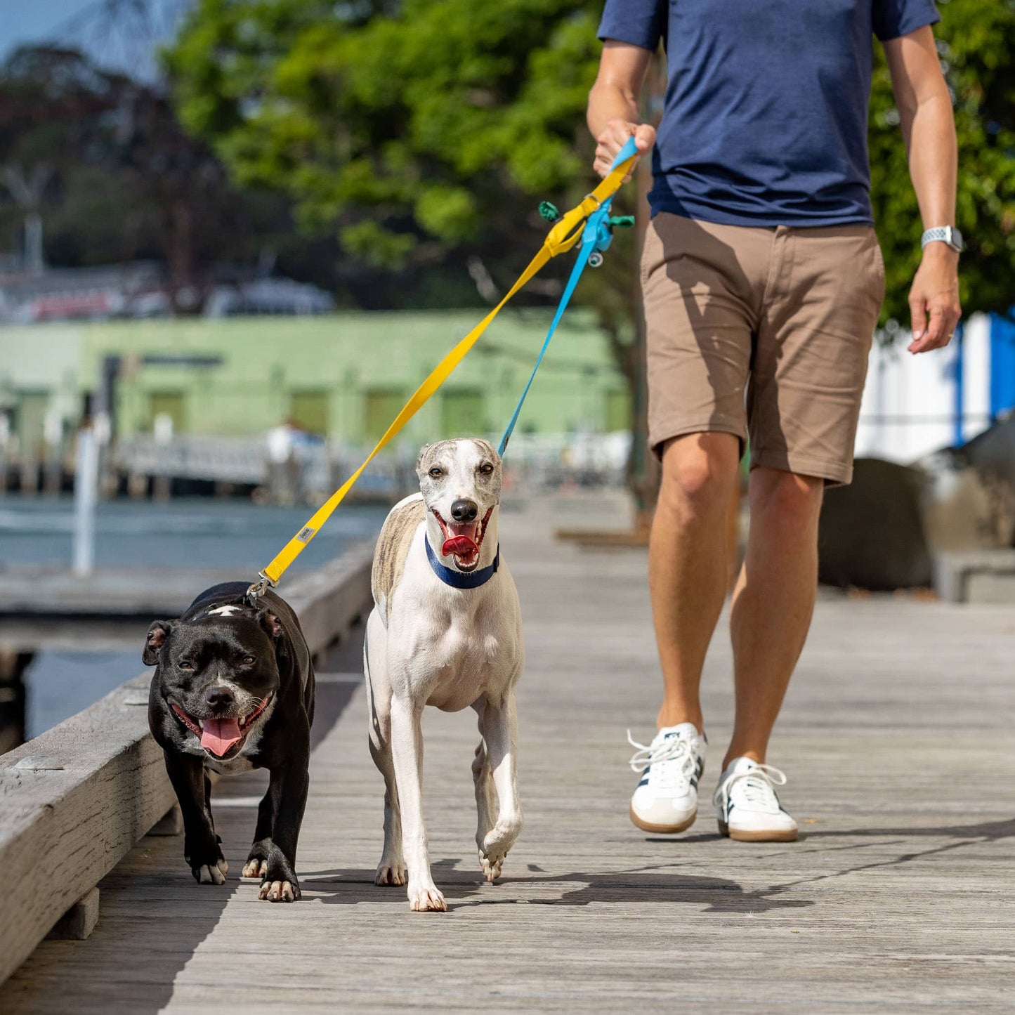 Man walking two dogs with yellow and blue dog leads