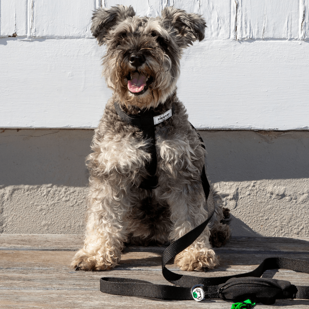 Dog wearing ergonomic Y-shaped black harness and matching lead