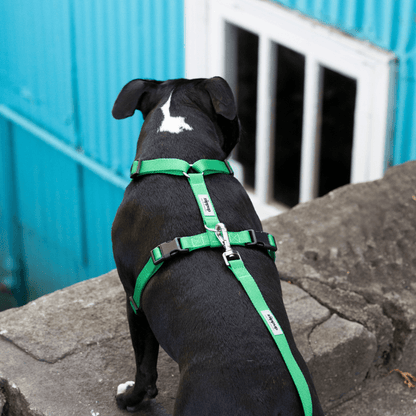 Green back clip dog harness