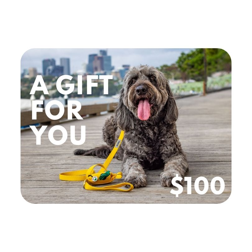 Picture of $100 gift voucher for dog mums and dads with Groodle wearing a yellow dog lead with poo bag holder