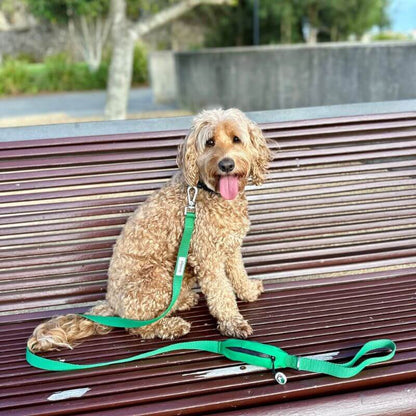 Small dog wearing matching green dog leash and collar set with holder for poop bags