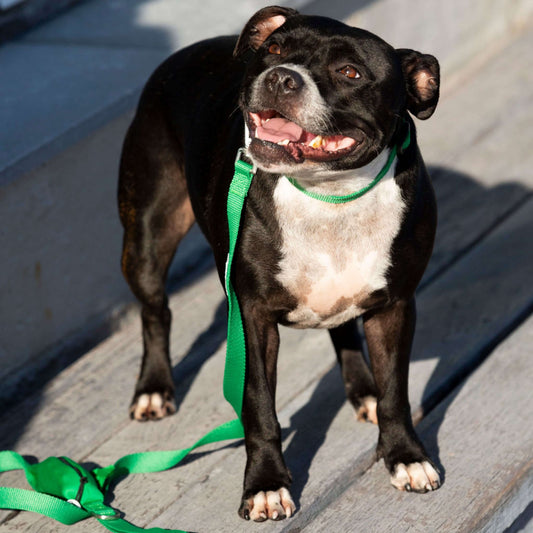 Green Collar & Lead Set