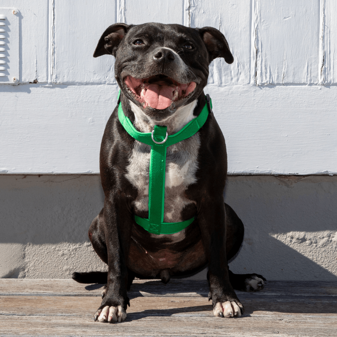 Green eco-friendly dog harness Australia