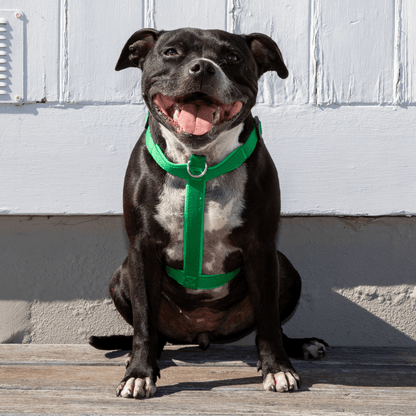Green eco-friendly dog harness Australia