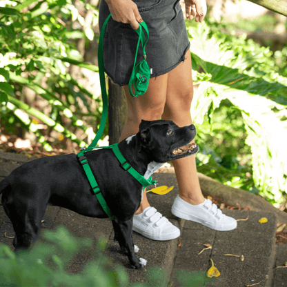 Green Ziippup dog harness