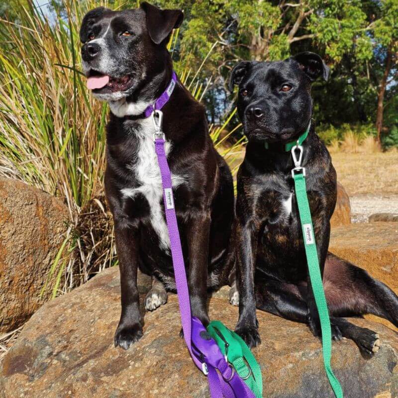 Black dogs wearing purple and green collar and lead sets