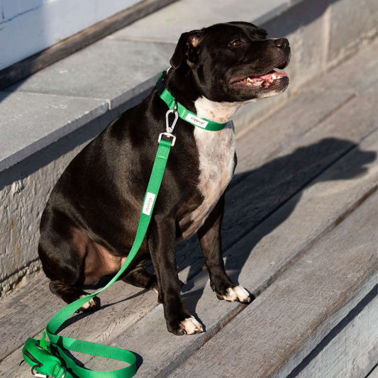 Dog wearing green leash and waterproof collar