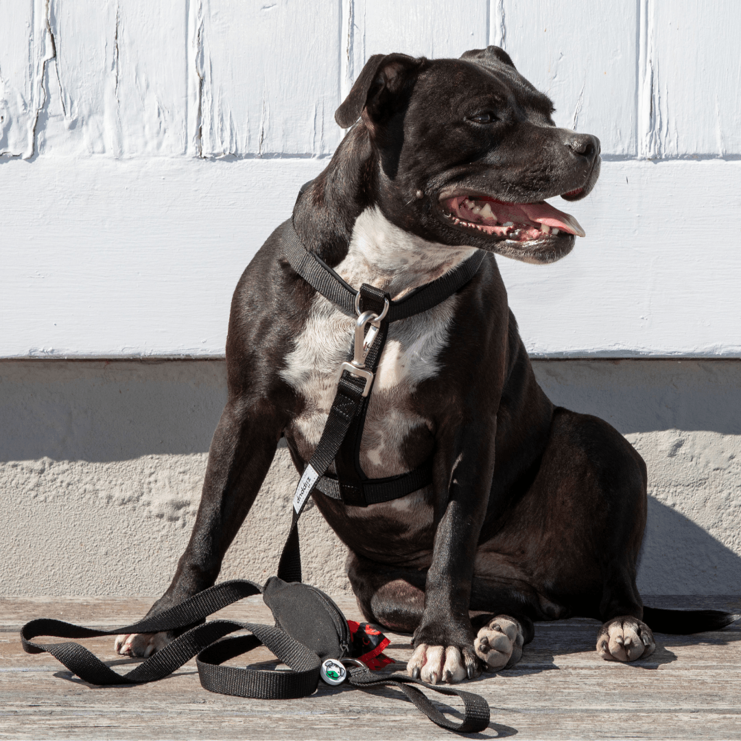 Dog wearing black no pull, front clip harness