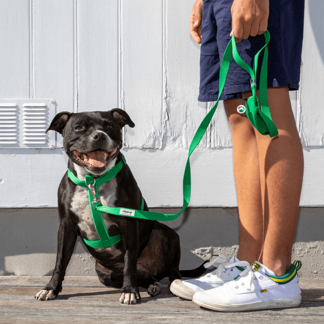 Green front clip dog harness