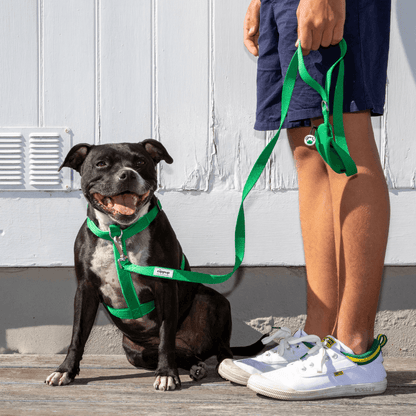 Green front clip dog harness