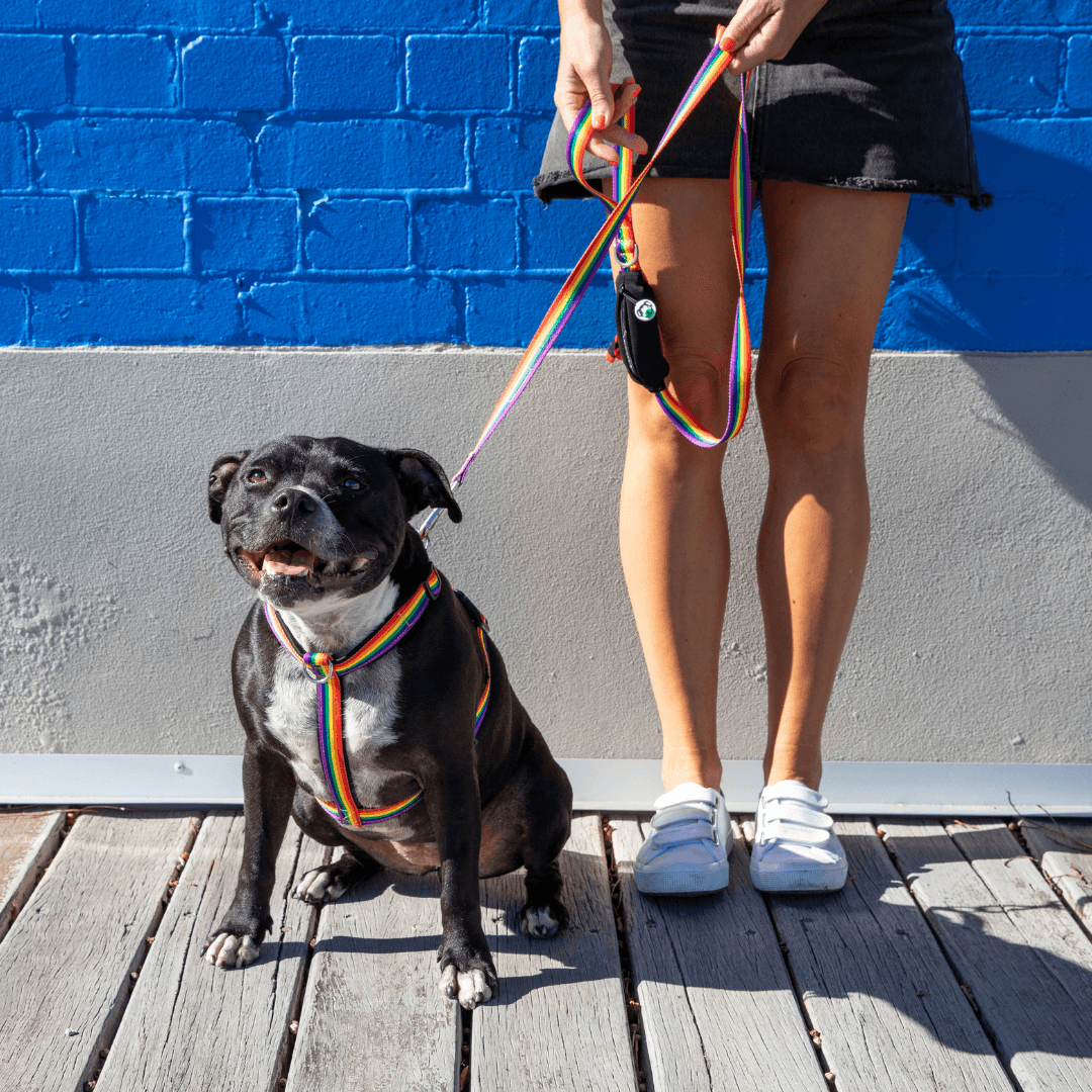 Woman holding a dog wearing back clip rainbow harness and matching lead with pocket