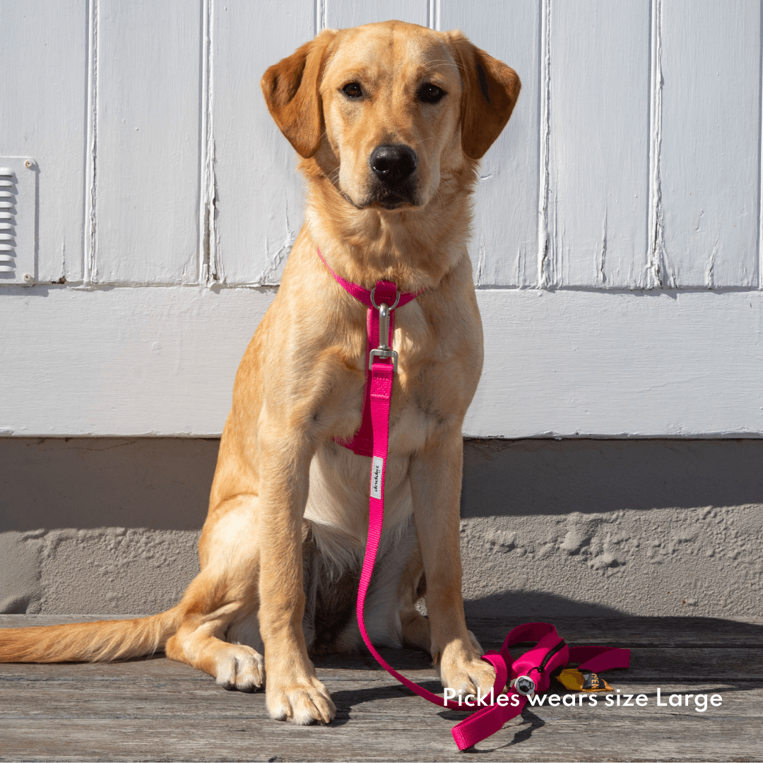 Dog wearing pink front clip harness