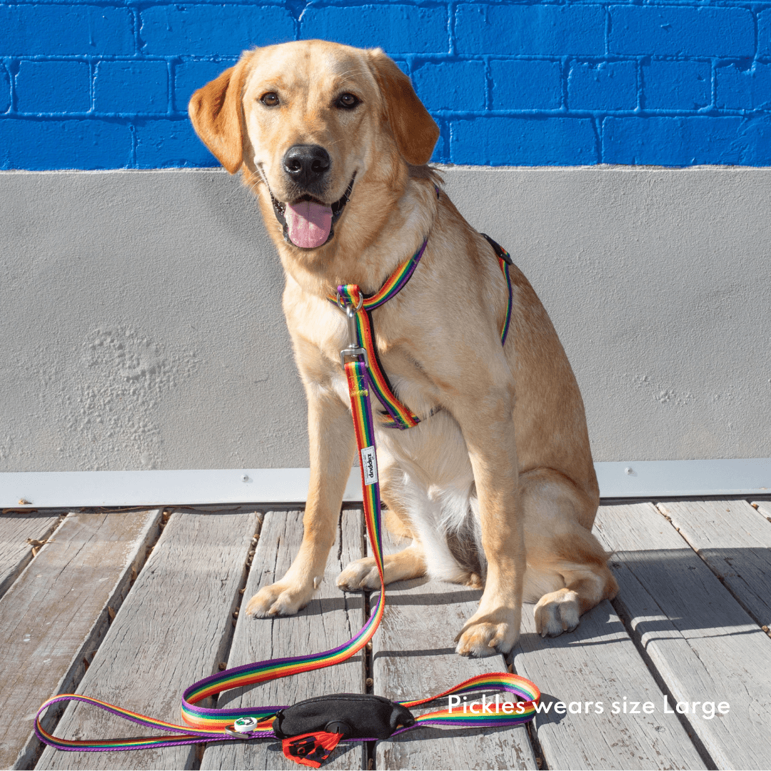 Large dog wearing front clip rainbow harness and lead