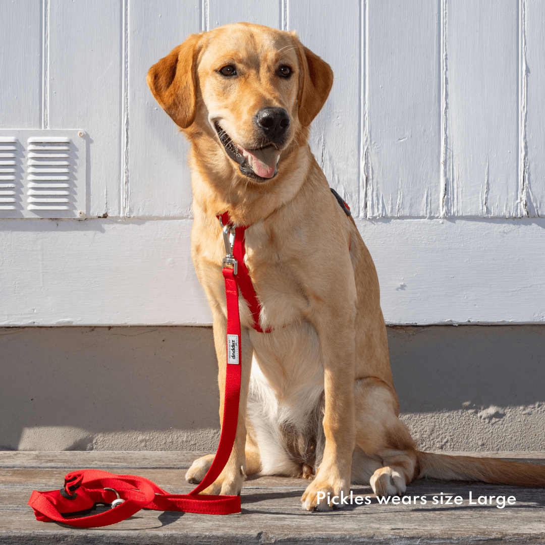 Large dog wearing red no pull harness with front clip – Ziippup