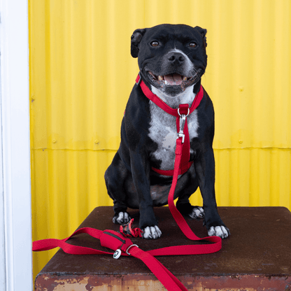 Red ergonomic dog harness padded chest panel, comfortable fit