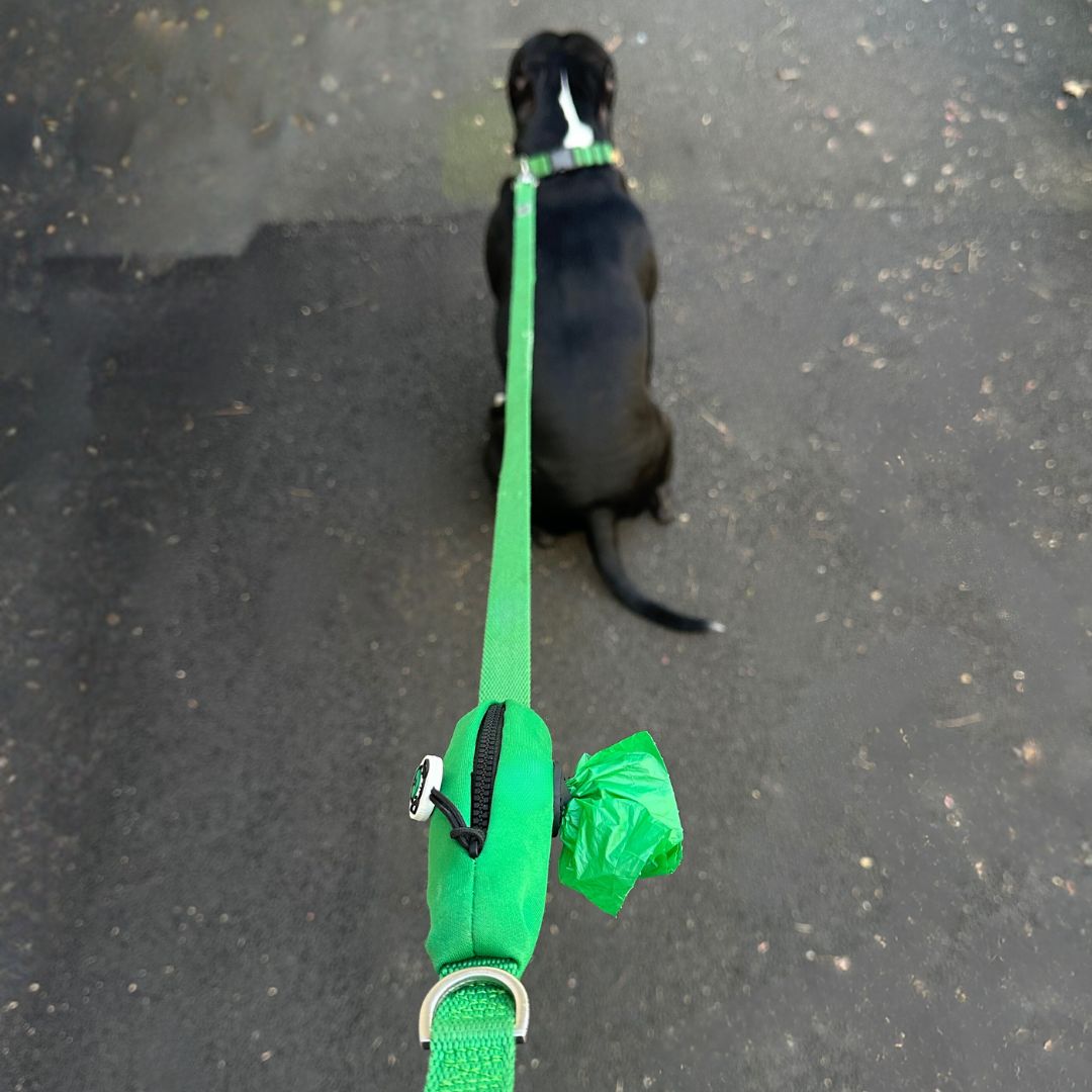 Dog wearing green leash with built-in poop bag holder for non plastic dog waste bags