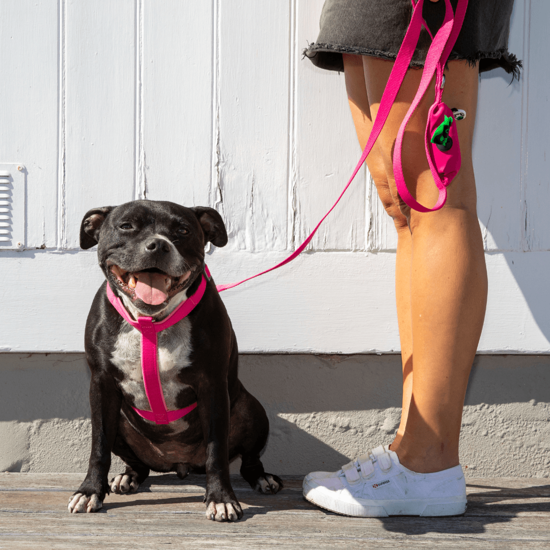 Dog wearing a padded pink harness and leash with a person standing next to it on a wooden deck.