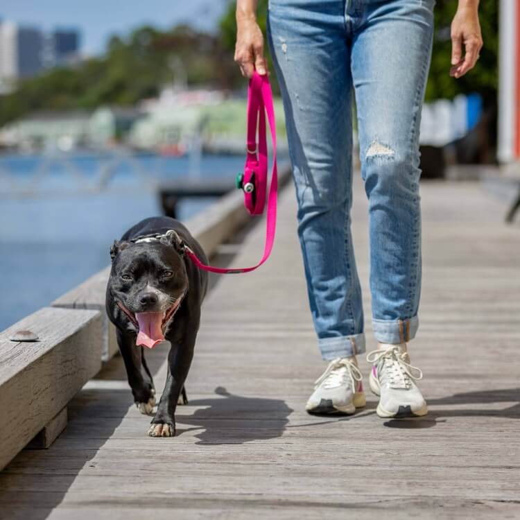 Woman walking black Staffy using pink dog lead with built-in poop bag holder