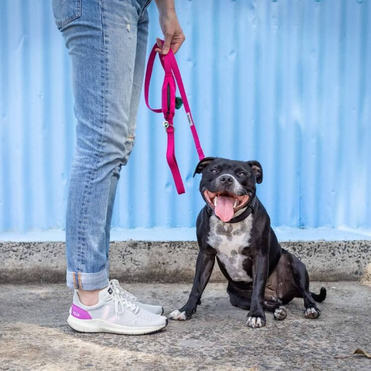 Woman in blue jeans standing holding a pink lead with built-in poop bag holder attached to a black Staffy that is sitting